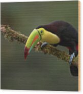A Curious Keel-billed Toucan Wood Print