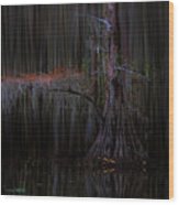 A Cypress Tree Wood Print