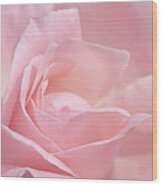 A Delicate Pink Rose Wood Print