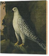 A Falcon Wood Print