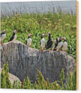 A Gathering Of Puffins Wood Print