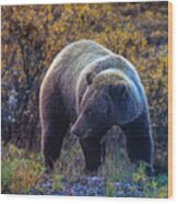 A Glacier Bear At The Denali Np Wood Print