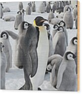 A Group Of Emperor Penguins, One Adult Wood Print