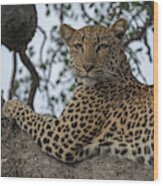 A Leopard Gazes From A Tree Wood Print