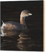 A Lovely Grebe Wood Print