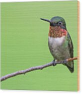 A Male Ruby-throated Hummingbird Perched Wood Print