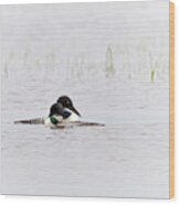 A Pair Of Loons In Mating Colors Wood Print