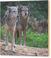 A Pair Of Mackenzie Valley Wolves Wood Print