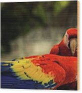 A Pair Of Scarlet Macaws Wood Print