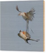 A Pair Of Scissor-tailed Flycatchers Wood Print