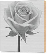 A Rose In Shades Of Grey Wood Print