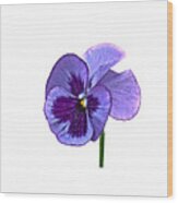 A Single Purple Pansy On A Transparent Background Wood Print