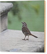 A Sparrow On A Church Step Wood Print