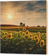 A View Of A Sunflower Field In Kansas Wood Print