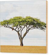 5101 Green Tree Of Life Serengeti Tanzania East Africa - Acacia Vachellia Wood Print
