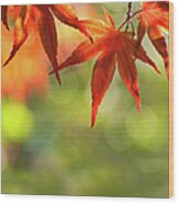 Acer Palmatum - Japanese Maple Wood Print