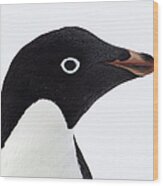 Adelie Penguin, Antarctica, Southern Wood Print