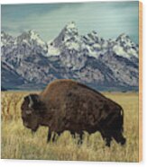 Adult Bison Bison Bison Wild Wyoming Wood Print