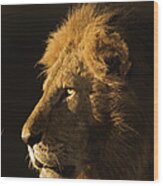 Adult Male Lion Panthera Leo, Profile Wood Print
