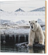 Adult Male Polar Bear At The Ice Edge In Svalbard Wood Print