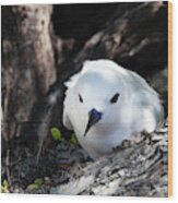 Adult White Tern In Rangiroa Wood Print