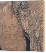 African Elephant Wood Print