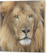African Lion Male Wood Print