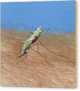 African Malaria Vector Mosquito Wood Print