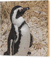 African Penguin Wood Print