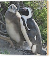African Penguin With Chick Wood Print