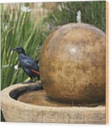 African Red-winged Starling Wood Print