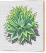 Agave Ovatifolia Whale Tongue Agave Watercolor Wood Print