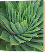 Agave Plant Wood Print