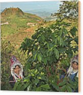 Akha Women Harvesting Coffee Wood Print