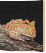 Albino Pacman Frog Wood Print
