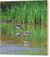 American Avocets Wood Print