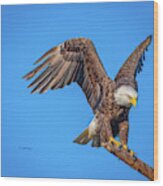 American Bald Eagle Incoming Wood Print
