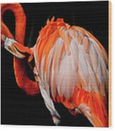 American Flamingo Wood Print