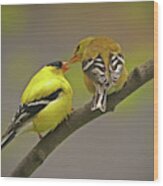 American Goldfinch Mates Wood Print