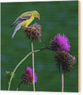 American Goldfinch, Painterly Wood Print