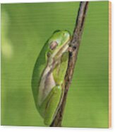 American Green Tree Frog Dar034 Wood Print