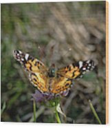 American Painted Lady Wood Print