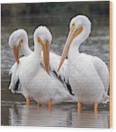 American White Pelicans 3606-120818-1cr Wood Print
