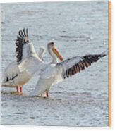 American White Pelicans Wood Print