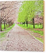 An Avenue Of Blooming Cherry Trees In A Wood Print