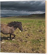 An Icelandic Horse On Grassland Wood Print