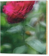 An Impression Of A Caesar Rose Wood Print