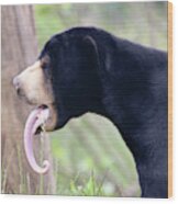 An Impressive Sun Bear Tongue, Helarctos malayanus Photograph by