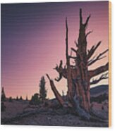 Ancient Bristlecone Pine Tree At Twilight Wood Print
