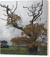 Ancient Oak With Die Back Wood Print